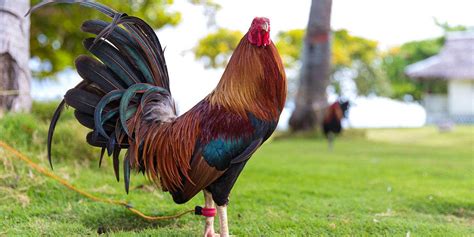 how to prepare gamefowl|Breeding Gamefowl 101: Tips and Tricks for Success.